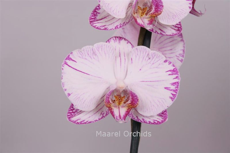 Phalaenopsis_Miracles