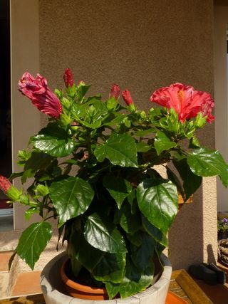 Hibiscus-plante