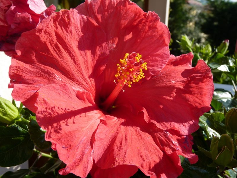 Hibiscus-fleur