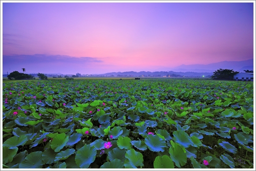 Lotus Flower Season01
