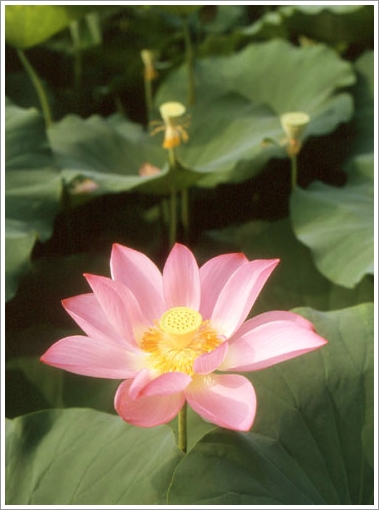 Lotus Flower Season04