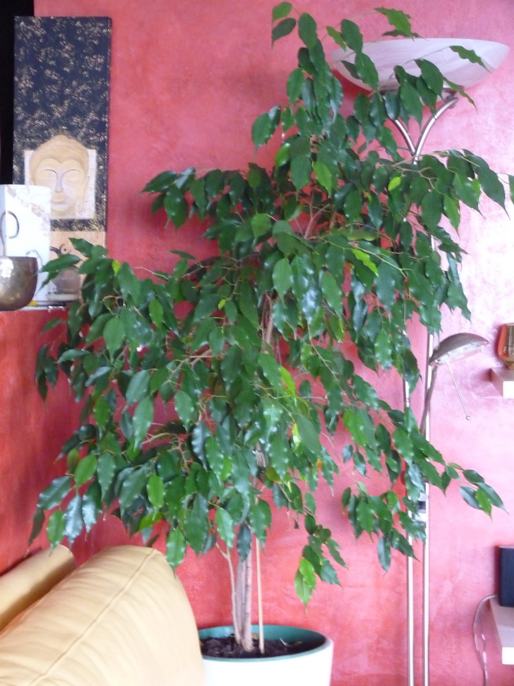 Ficus benjamina