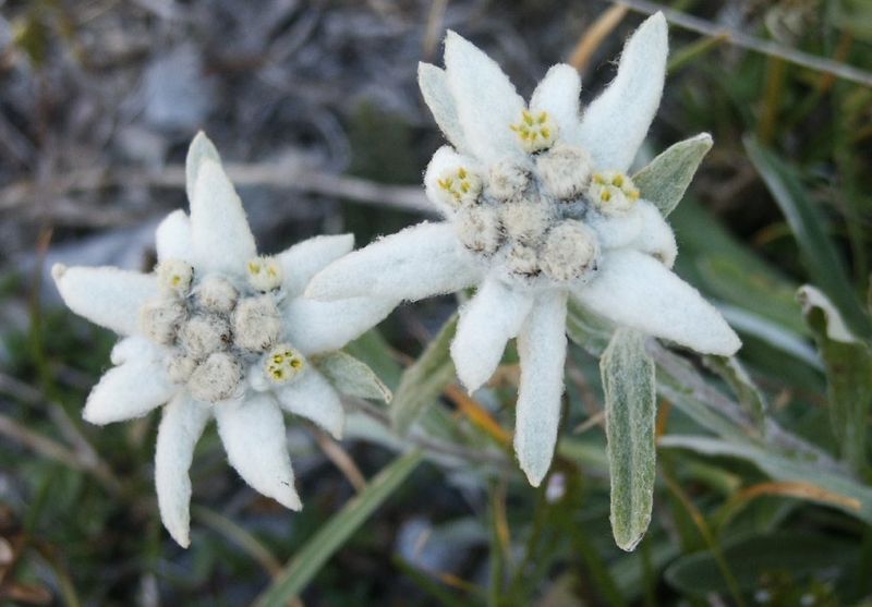 Edelweiss_02