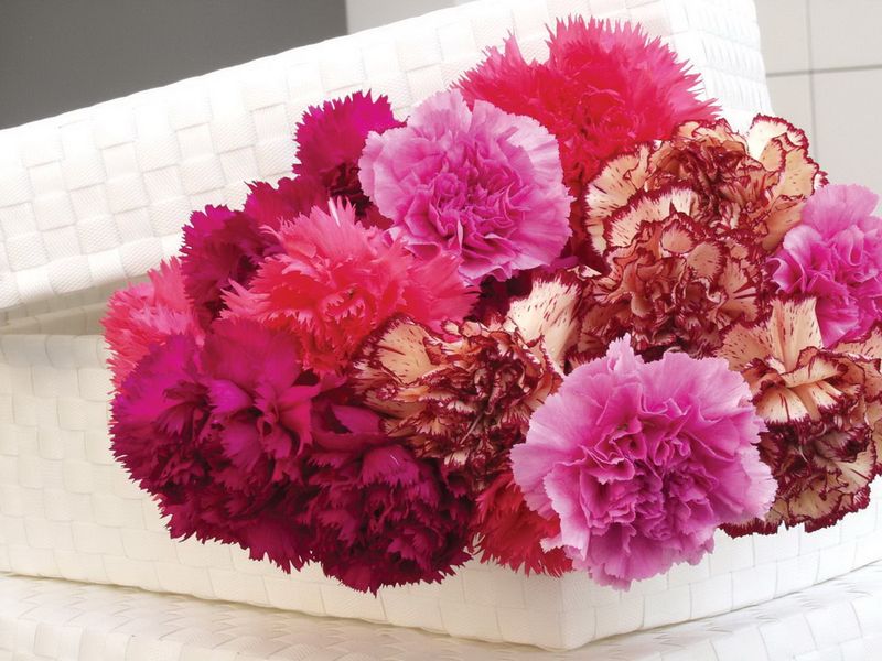 Dianthus_00