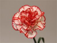 Dianthus-coralie