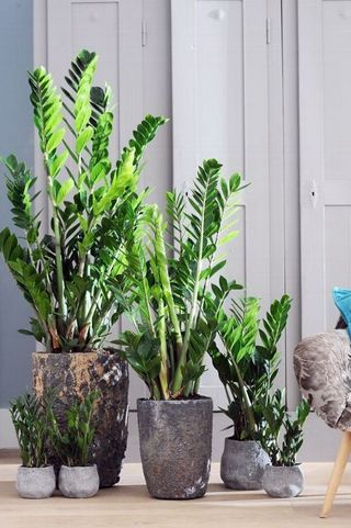 Zamioculcas