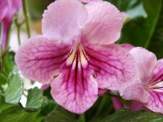 Streptocarpus_03