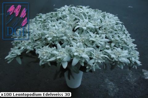 2106flowers-edelweiss_page5_image2