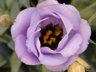 Lisianthus_Croma_Deep_Lavender_xl