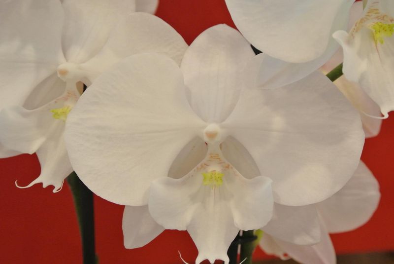 Phalaenopsis-nom