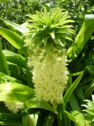 Eucomis_autumnalis