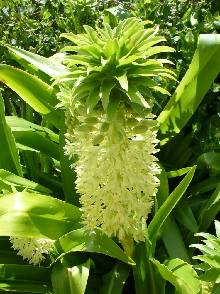 Eucomis_autumnalis