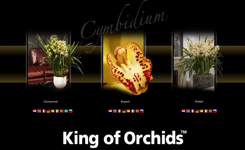 Orchidée-cymbidium_03