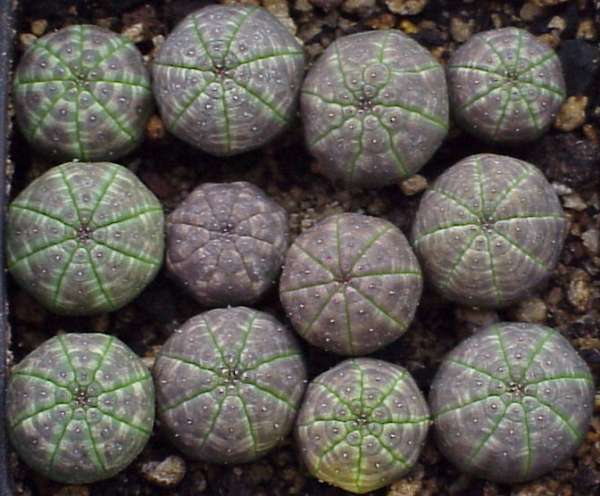 Euphorbias_02
