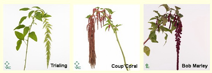 Amaranthus DGI