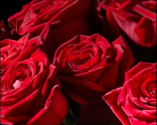 Roses rouges