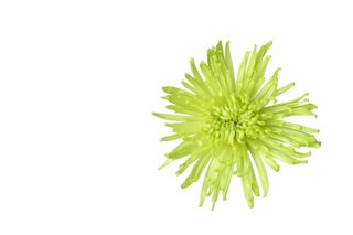 OHF-chrysantheme