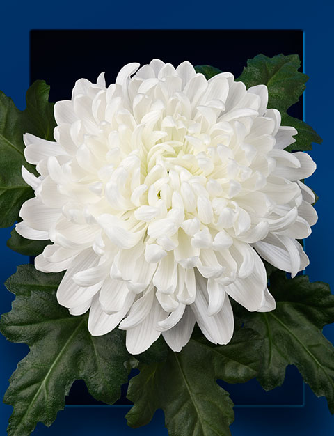 Chrysanthemel-antonov-01-web