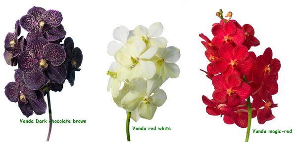 L'Orchidée Vanda la plus belle des orchidées - Le pouvoir des fleurs