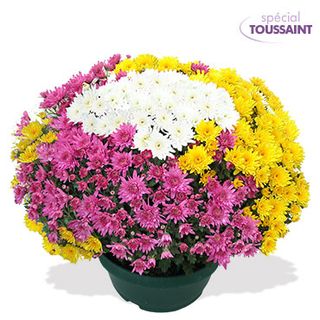 Interflora_chrysantheme_multiflore