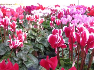 Pouvoir-des-fleurs_cyclamen