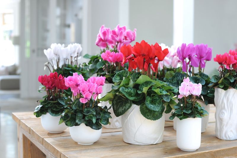 Cyclamen_02