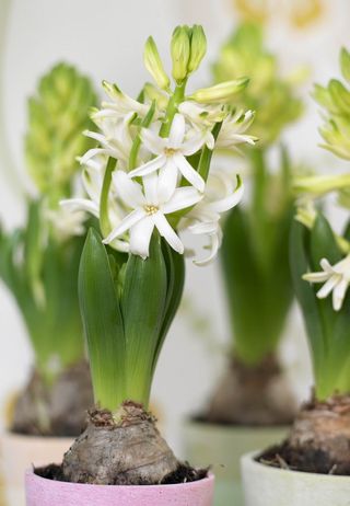 La jacinthe, jolie petite plante pour parfumer la maison - Le pouvoir des  fleurs