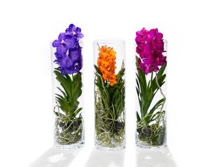 Vanda-vase