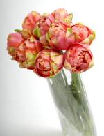 Tulipe-Renown Unique