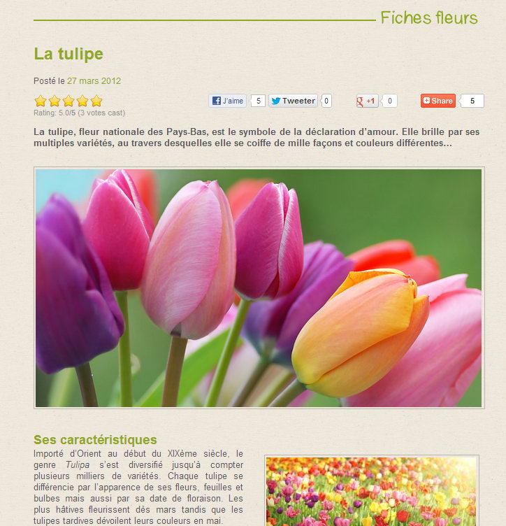 Interflora-tulipes_02