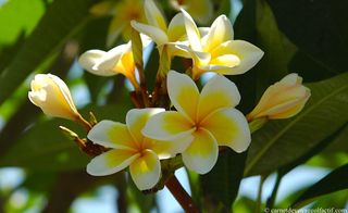 La fleur de Frangipanier par Christa - Le pouvoir des fleurs