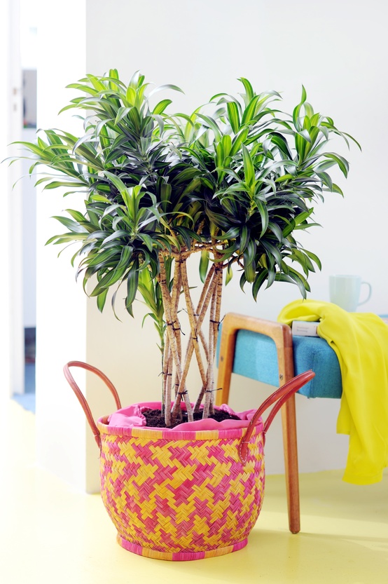 Dracaena_03