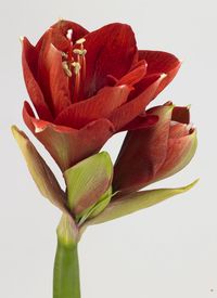 Amaryllis_01