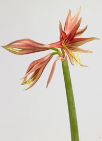 Amaryllis_04