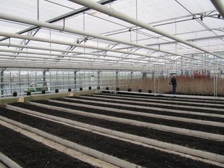 Viburnum_10b
