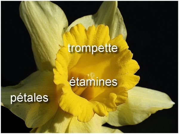Découverte sur la fleur de jonquille et sa trompette - Le pouvoir des fleurs