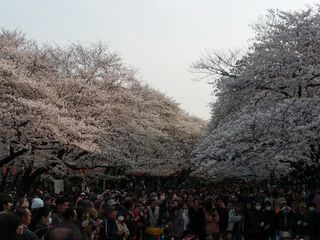 Hanami_Christian-Veer_04