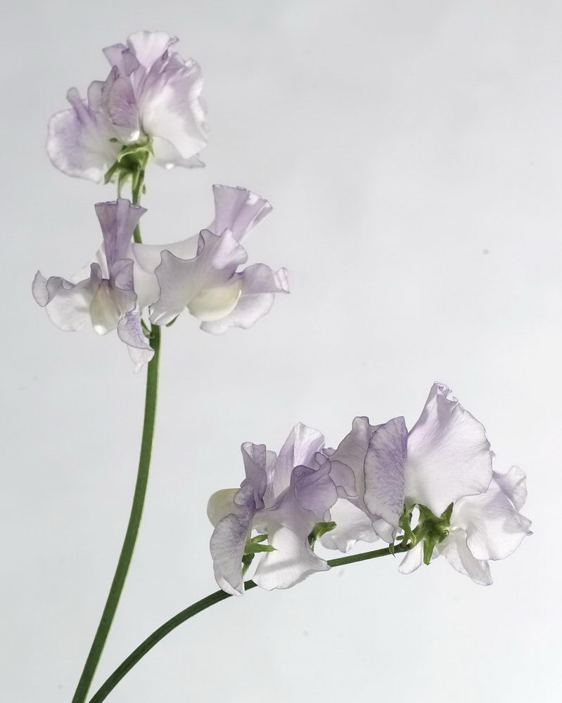 Lathyrus_02