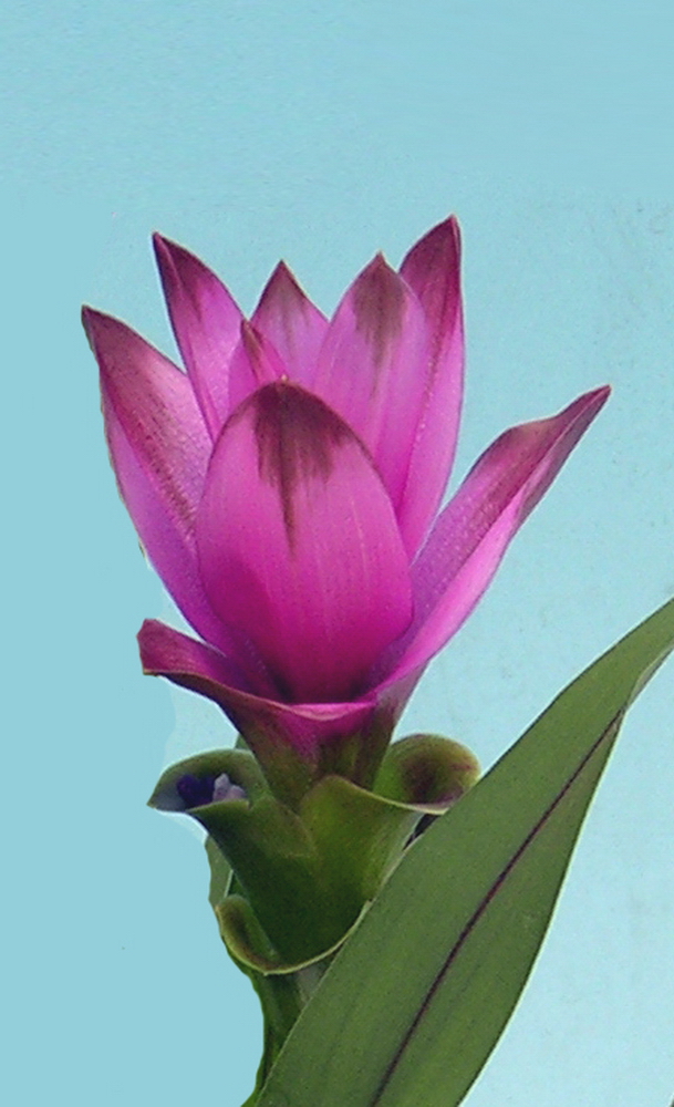 Curcuma-fl_01