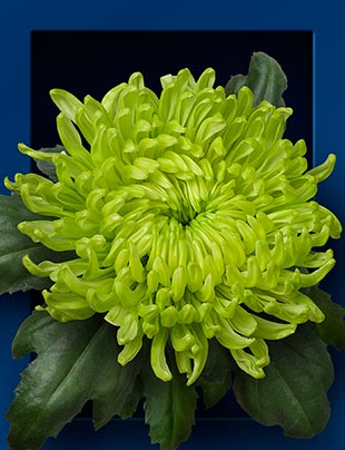 Chrysantheme-globe-green-01-m