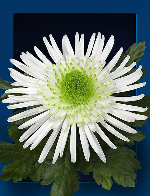 Chrysantheme-zivena-01-web (1)