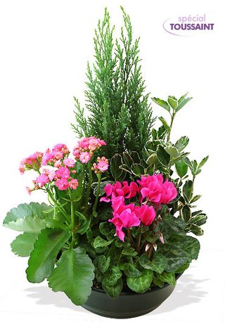 Interflora_coupe-de-plantes