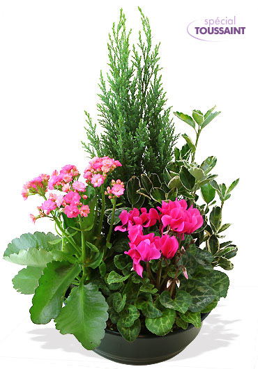 Interflora_coupe-de-plantes