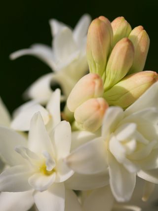 Polianthes-tuberosa-32