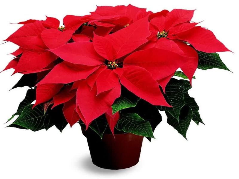 Poinsettia