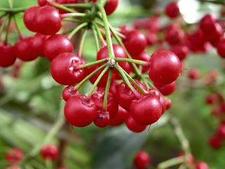 Ardisia-Crenata-detail