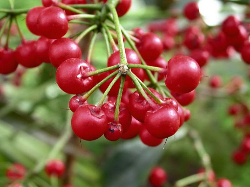 Ardisia-Crenata-detail