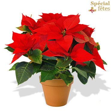 Interflora-poinsettia