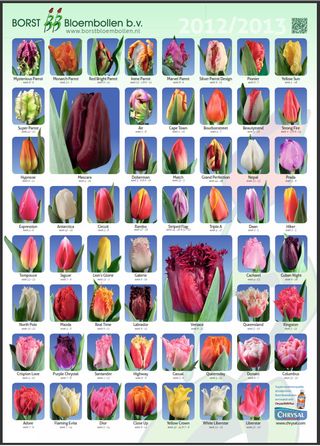 Tulipe-poster