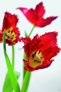 Tulipe_011